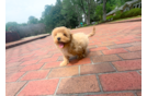 Maltipoo Puppy for Adoption