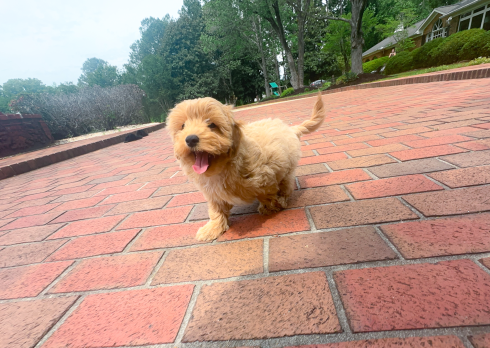 Maltipoo Puppy for Adoption