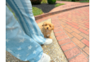 Cute Maltipoo Poodle Mix Pup