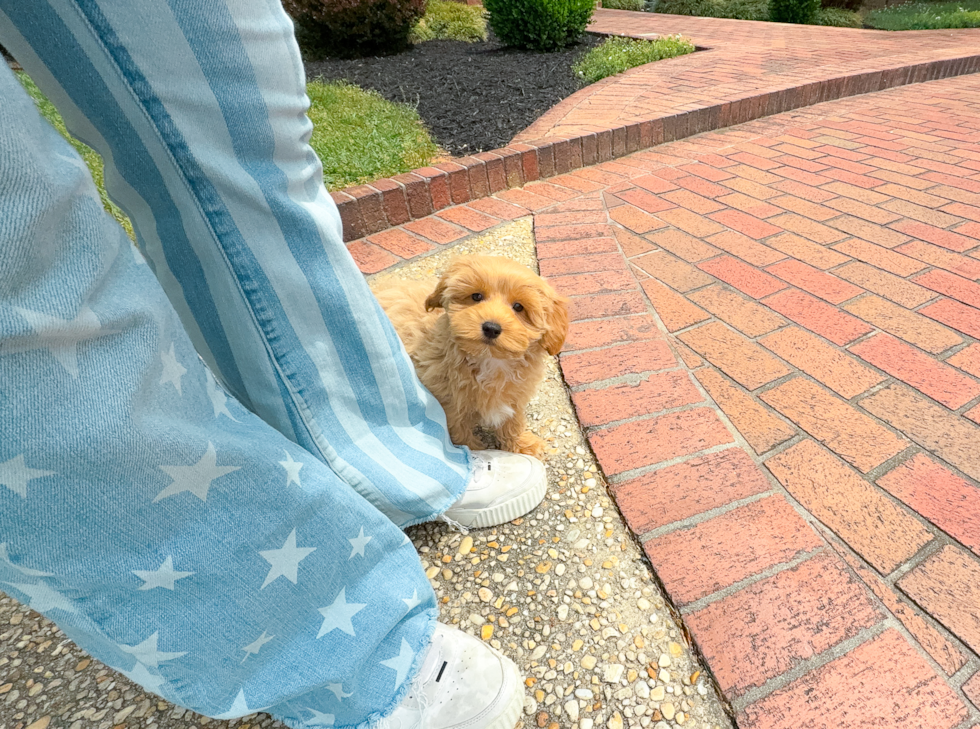 Cute Maltipoo Poodle Mix Pup