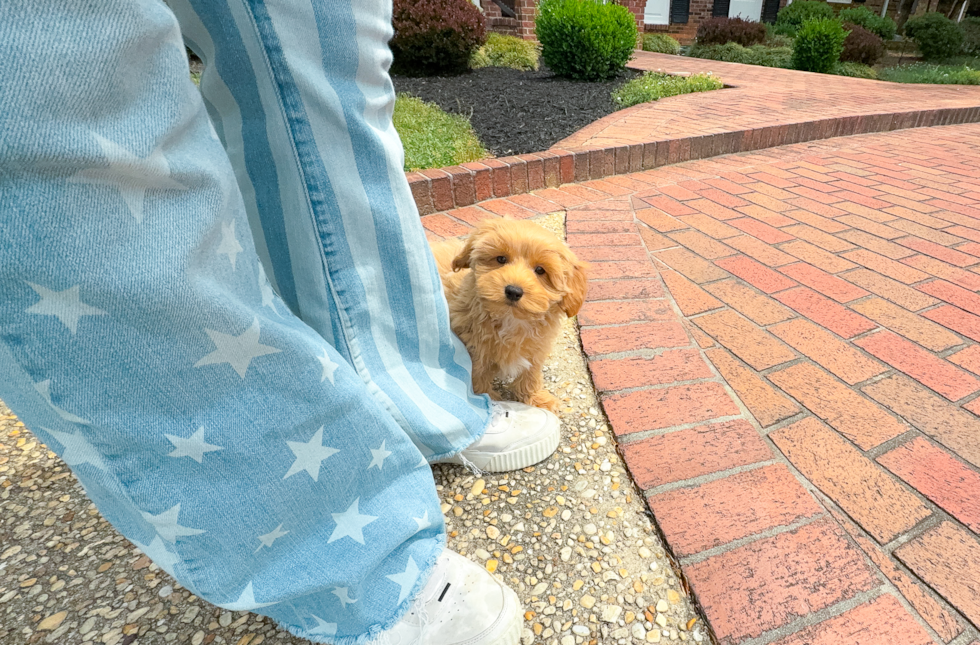 Cute Malt a Poo Poodle Mix Puppy