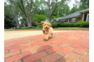 Cute Maltipoo Baby