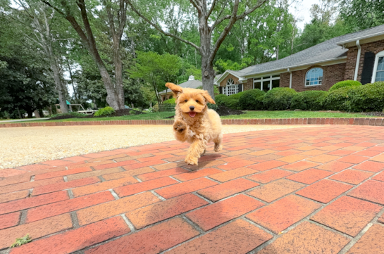 Cute Maltipoo Baby