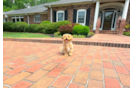 Cute Malt a Poo Poodle Mix Puppy