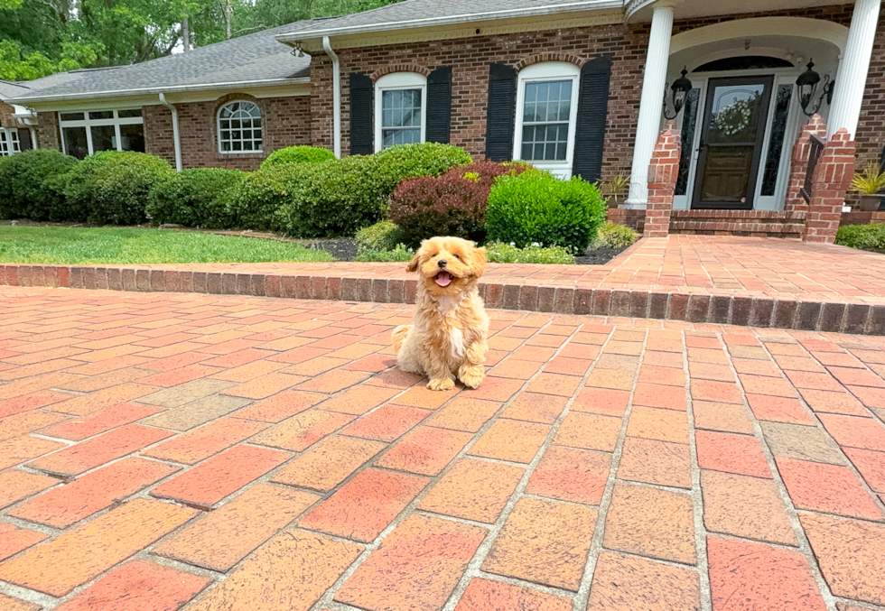 Cute Malt a Poo Poodle Mix Puppy