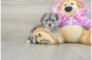 Adorable Maltese Poodle Poodle Mix Puppy