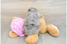 Funny Maltipoo Poodle Mix Pup