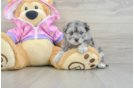 Best Maltipoo Baby