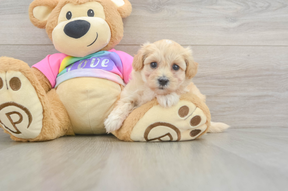 6 week old Maltipoo Puppy For Sale - Simply Southern Pups