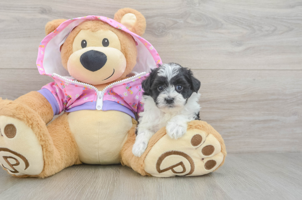 5 week old Maltipoo Puppy For Sale - Simply Southern Pups
