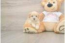 Cute Maltipoo Baby