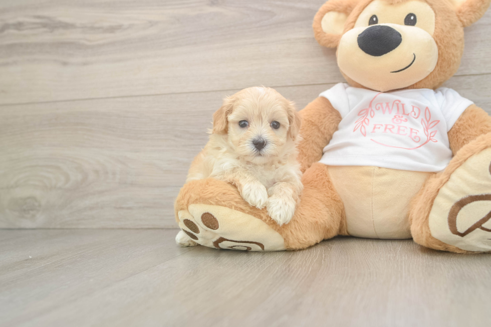 Cute Maltipoo Baby