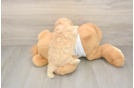 Cute Maltipoo Baby