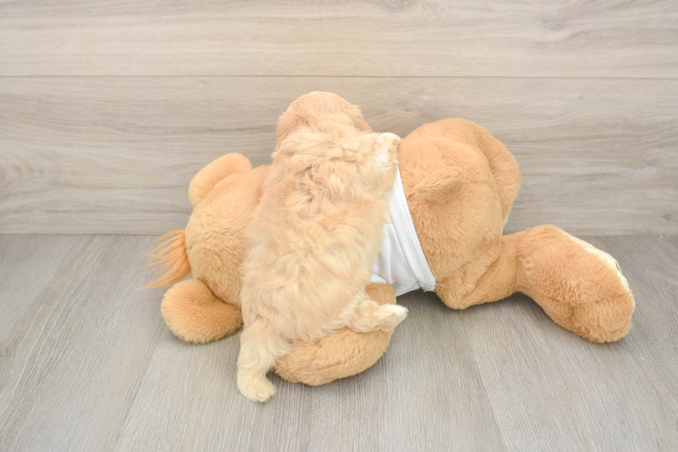 Cute Maltipoo Baby