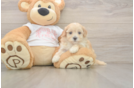 Small Maltipoo Baby