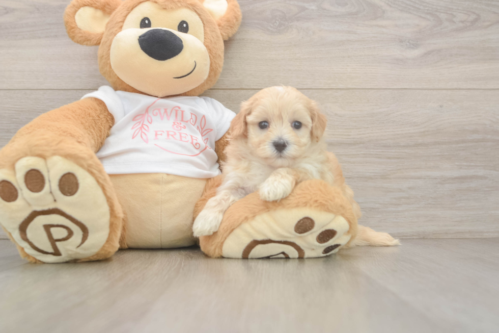 Small Maltipoo Baby