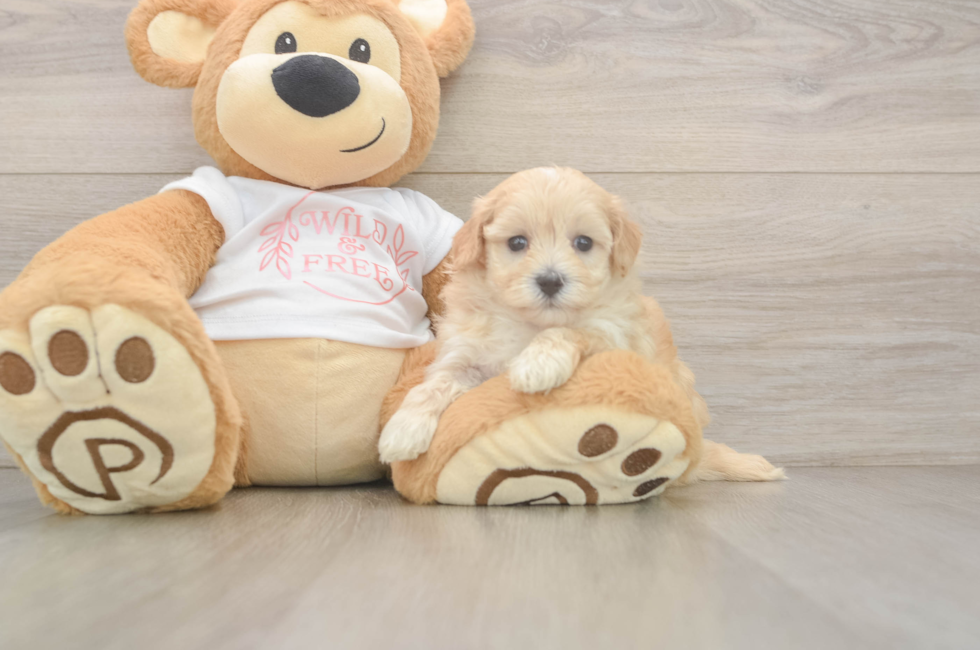 5 week old Maltipoo Puppy For Sale - Simply Southern Pups
