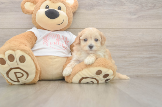 Small Maltipoo Baby