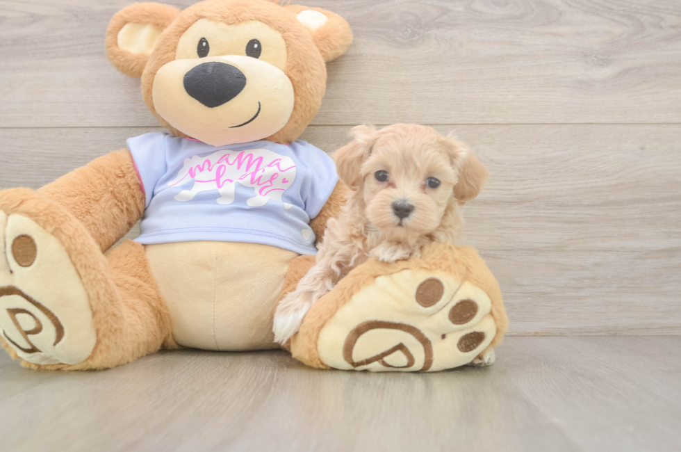6 week old Maltipoo Puppy For Sale - Simply Southern Pups