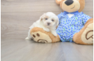 Funny Maltipoo Poodle Mix Pup