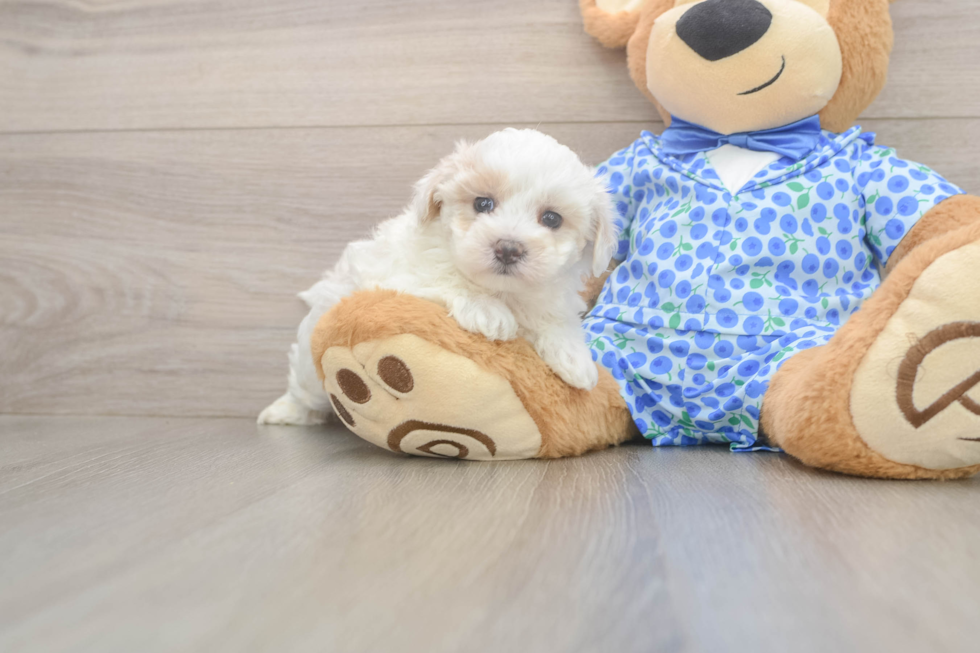 Funny Maltipoo Poodle Mix Pup