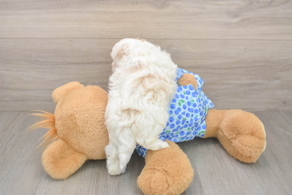 Maltipoo Puppy for Adoption