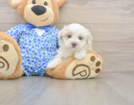 9 week old Maltipoo Puppy For Sale - Simply Southern Pups