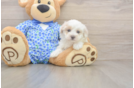 Maltipoo Puppy for Adoption