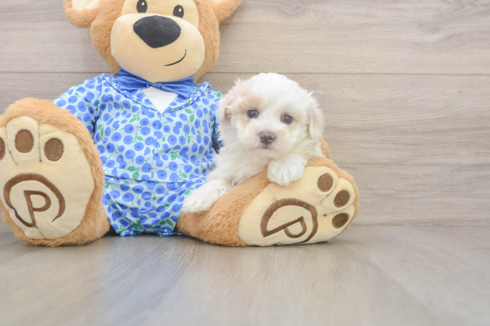 Maltipoo Puppy for Adoption