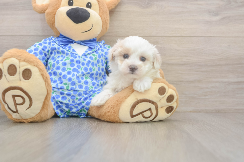 9 week old Maltipoo Puppy For Sale - Simply Southern Pups