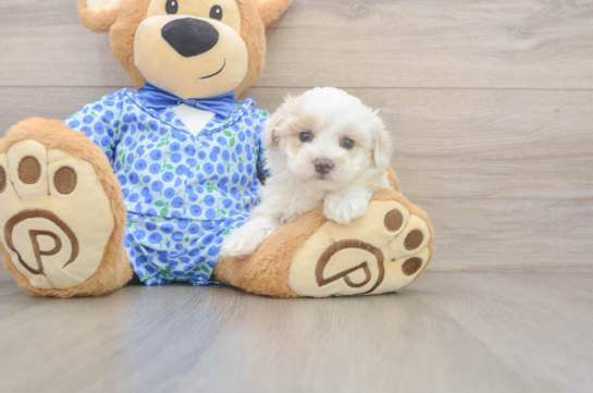 9 week old Maltipoo Puppy For Sale - Simply Southern Pups Maltipoo Puppy for Adoption