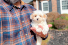 Maltipoo Pup Being Cute