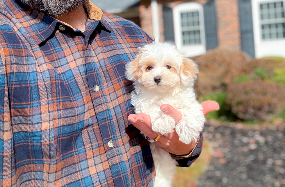 Maltipoo Pup Being Cute