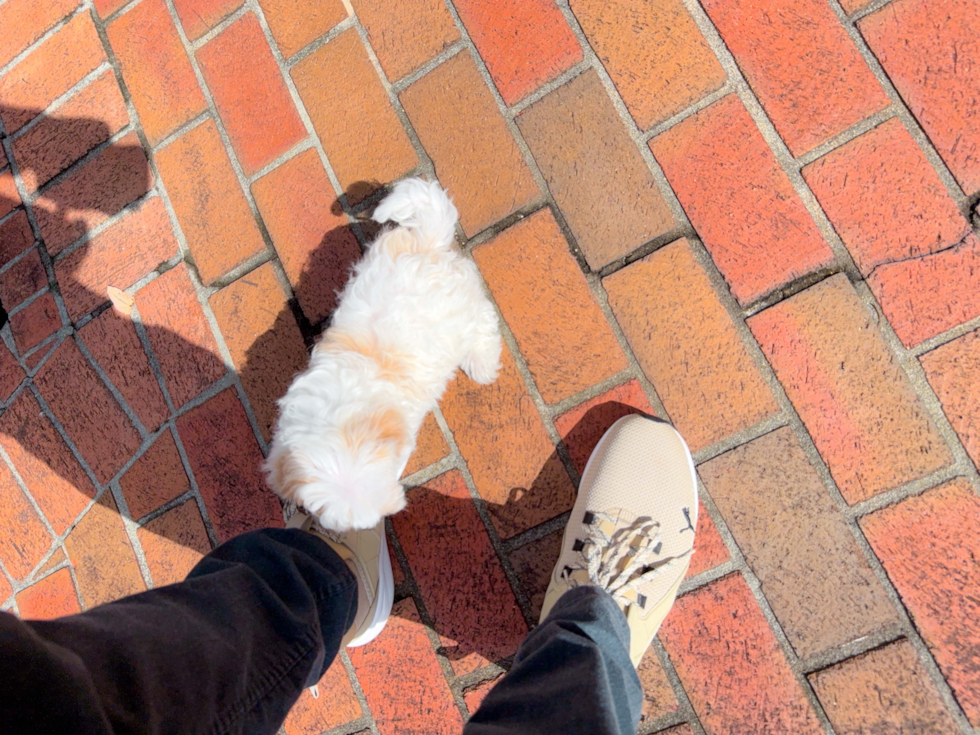 Maltipoo Puppy for Adoption