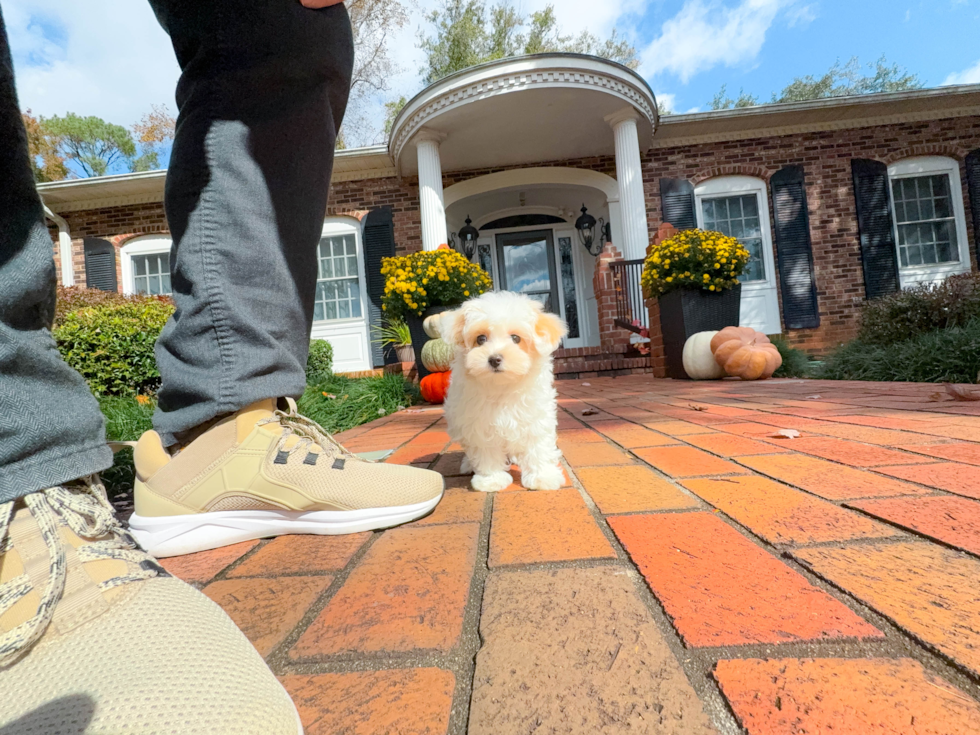 Cute Malt a Poo Poodle Mix Puppy