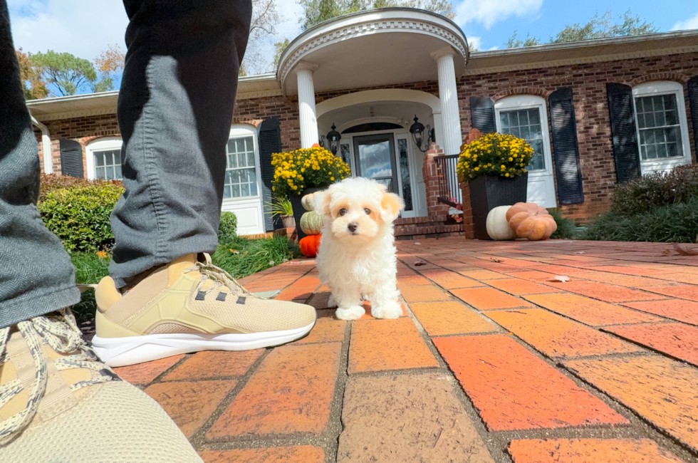 10 week old Maltipoo Puppy For Sale - Simply Southern Pups