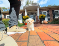 9 week old Maltipoo Puppy For Sale - Simply Southern Pups 9 week old Maltipoo Puppy For Sale - Simply Southern Pups
