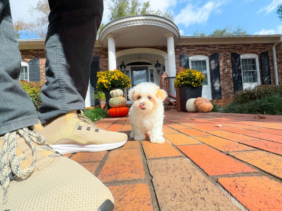 Cute Maltipoo Poodle Mix Pup