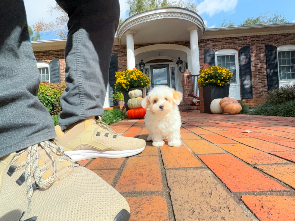 Cute Malt a Poo Poodle Mix Puppy
