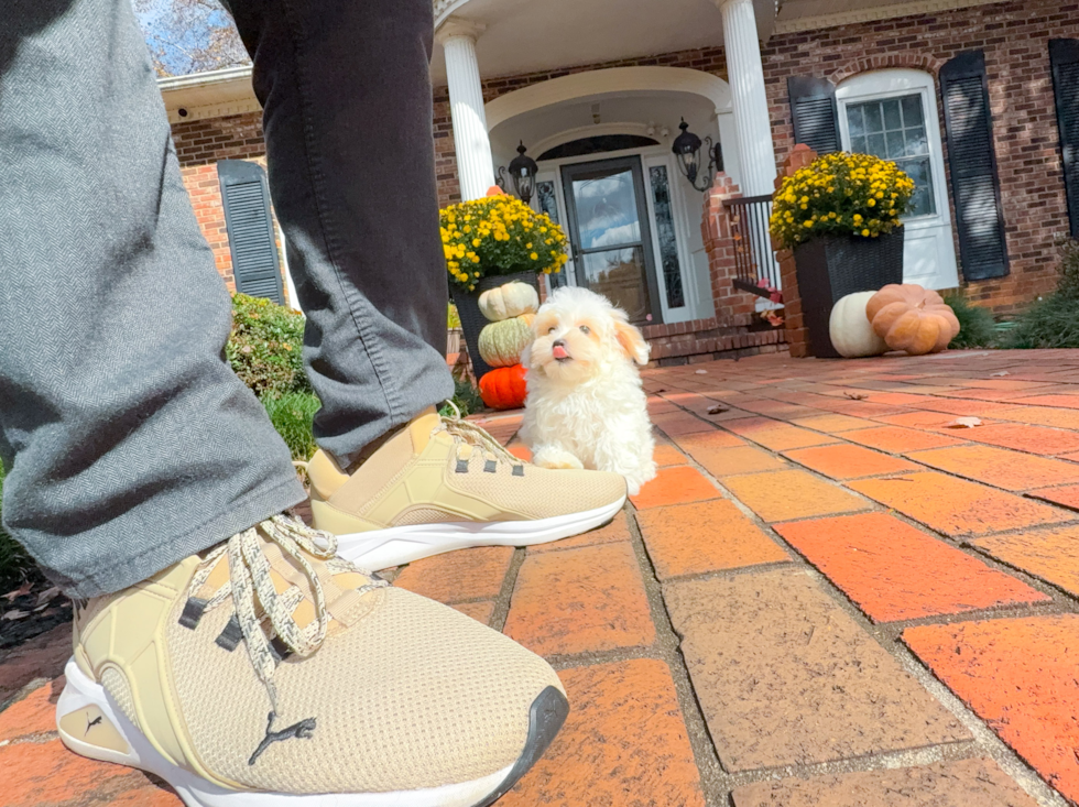 Maltipoo Pup Being Cute