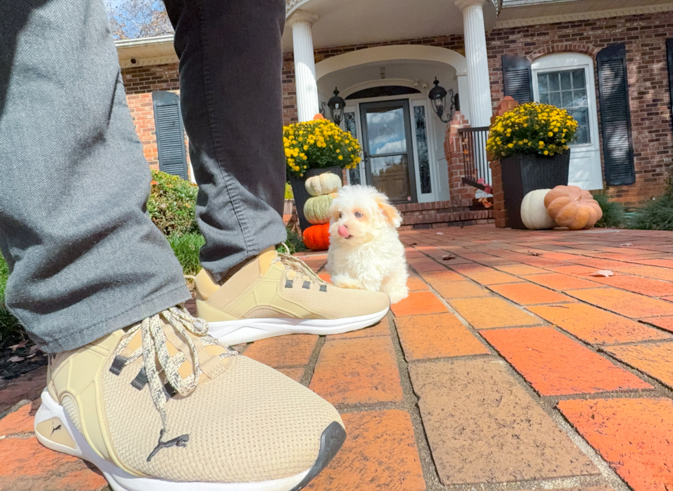 Maltipoo Pup Being Cute