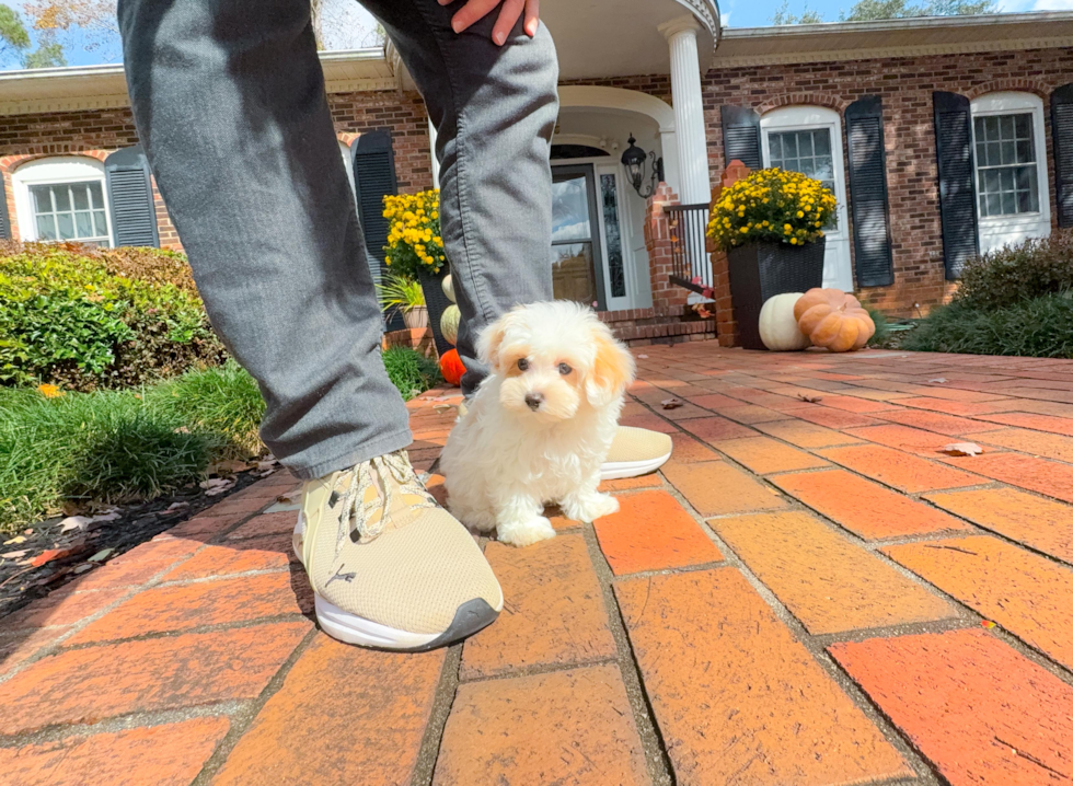 Cute Malt a Poo Poodle Mix Puppy