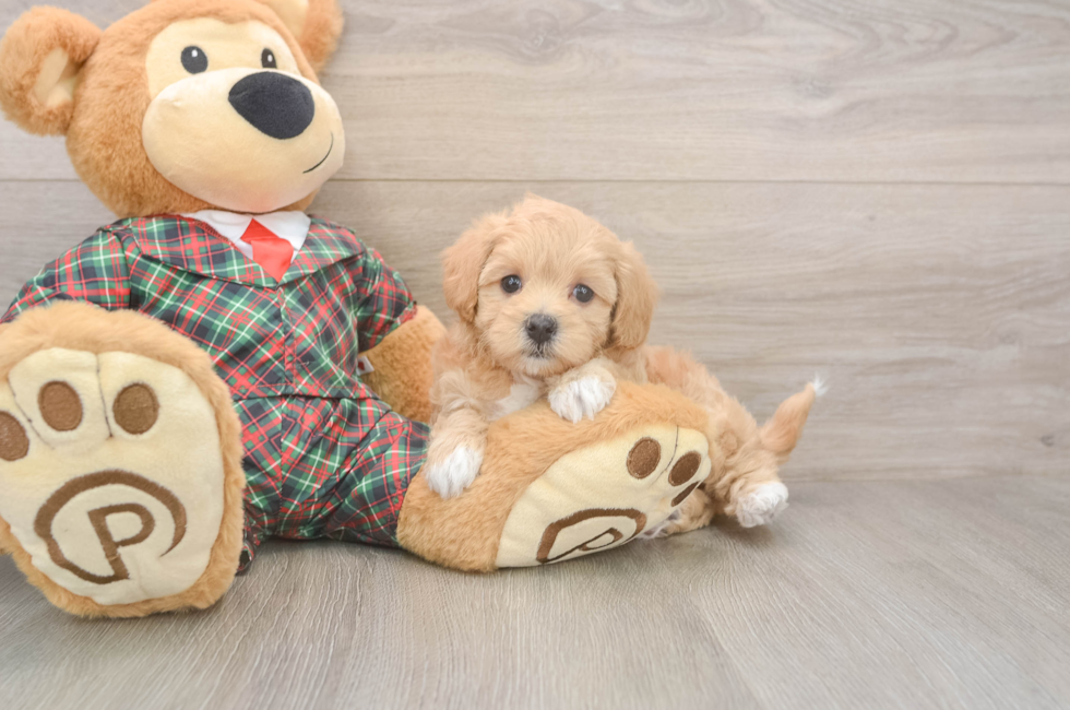 6 week old Maltipoo Puppy For Sale - Simply Southern Pups