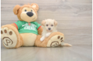 Petite Maltipoo Poodle Mix Pup