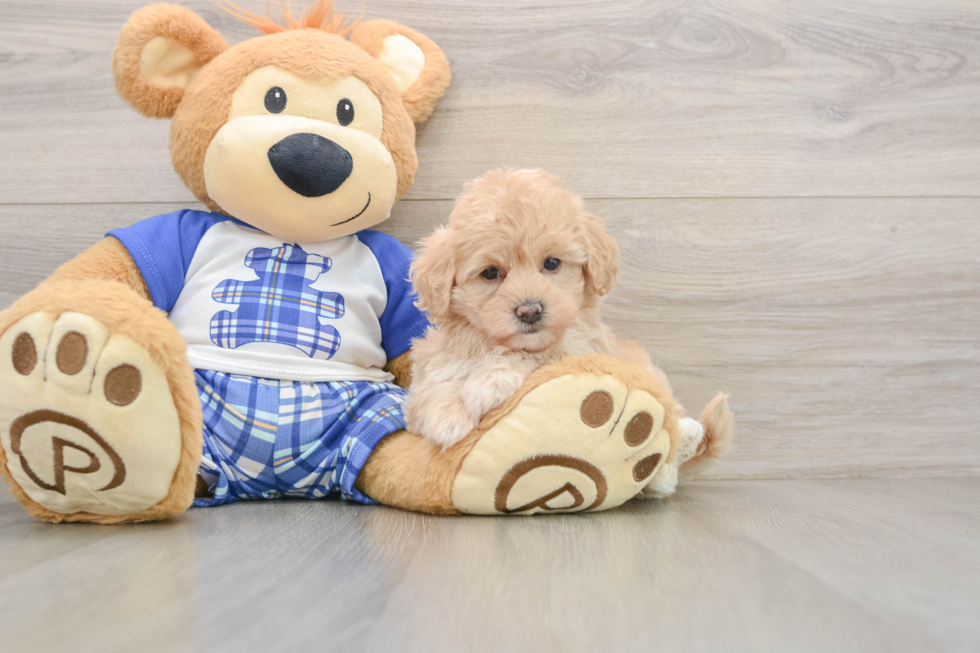 Petite Maltipoo Poodle Mix Pup