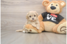 Funny Maltipoo Poodle Mix Pup