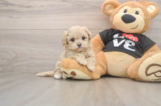 Funny Maltipoo Poodle Mix Pup