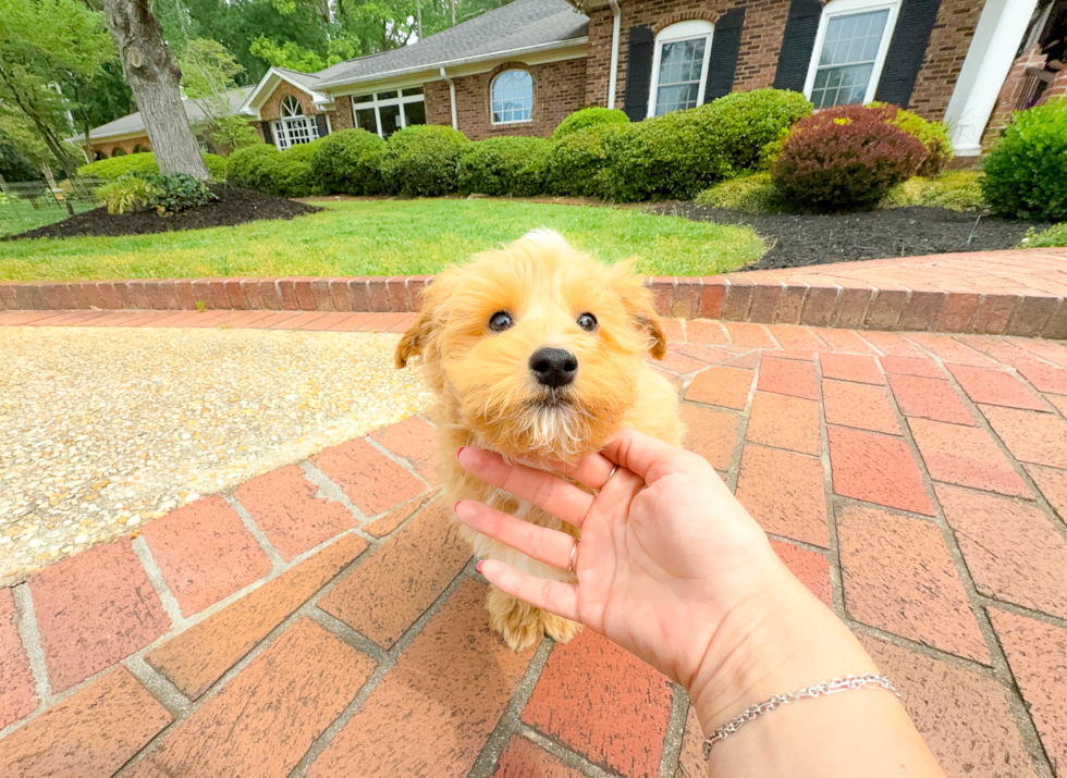 Cute Maltipoo Baby