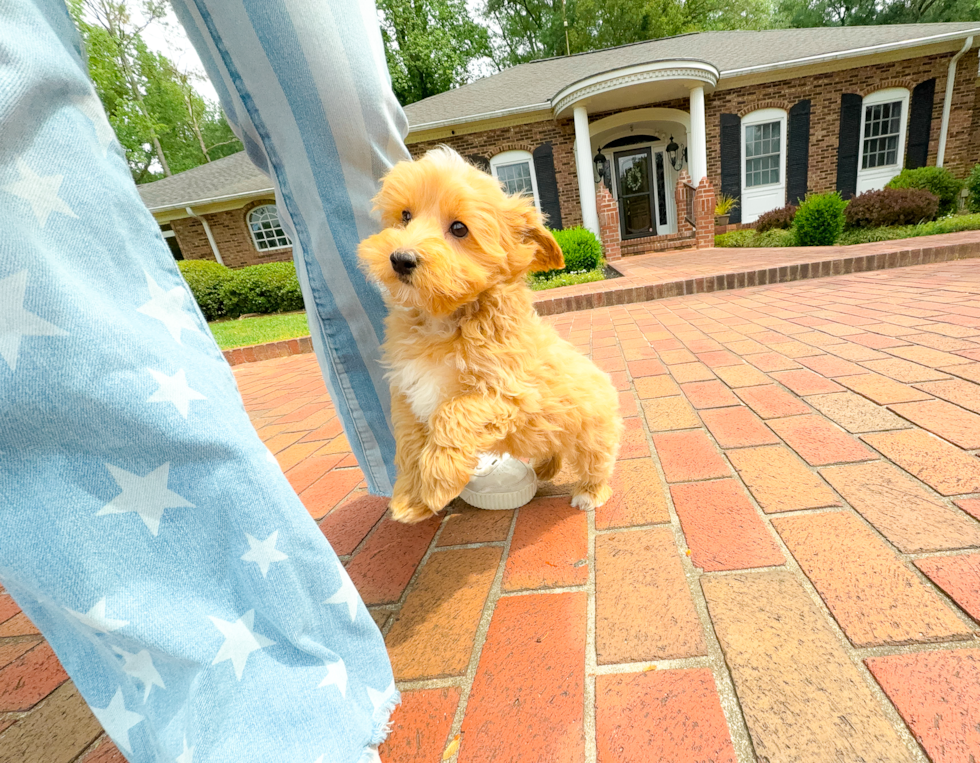 Maltipoo Pup Being Cute