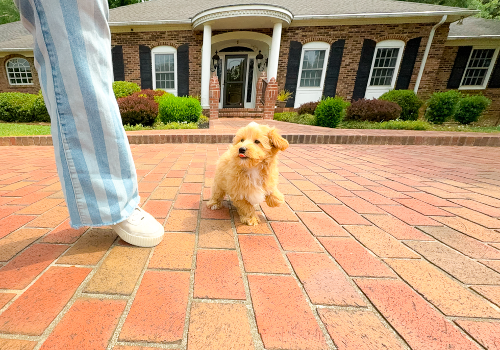 Cute Malt a Poo Poodle Mix Puppy